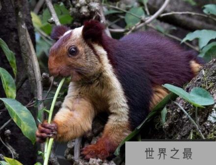 世界上最大的松鼠，巨松鼠体长1米重6斤