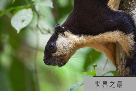 世界上最大的松鼠