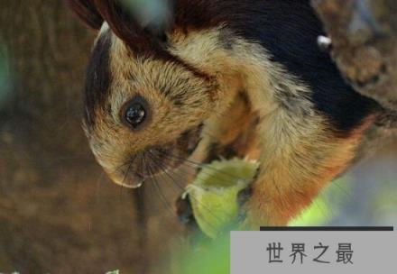 世界上最大的松鼠