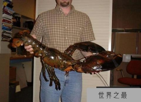 世界上最大的龙虾，波士顿龙虾体长可达1米