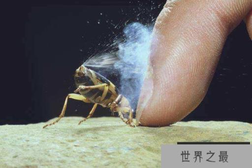 庞巴迪甲虫