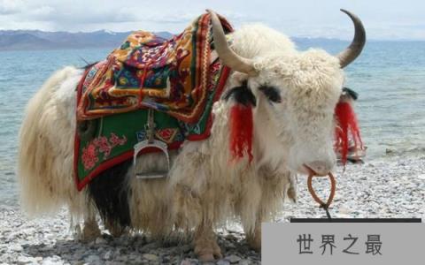 世界上海拔最高的哺乳动物—牦牛
