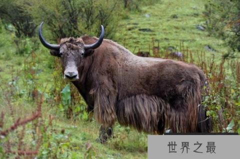 牦牛