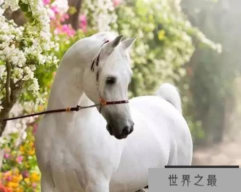 世上最贵的十大马种