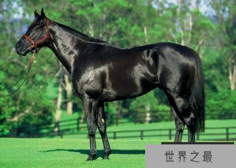 世上最贵的十大马种