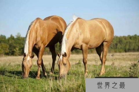 世上最贵的十大马种