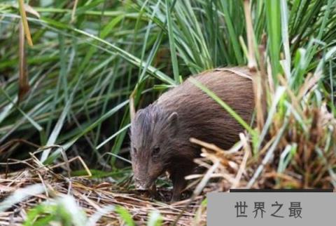 世界上最小的猪是什么猪，侏儒猪体长仅30厘米