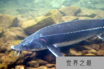 中国最珍稀的鱼,中华鲟被誉为水中大熊猫! 中国最珍稀的鱼,中华鲟被誉为水中大熊猫!