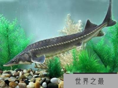 中国最珍稀的鱼——中华鲟 中国最珍稀的鱼——中华鲟