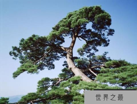 世界上最坚贞的树 世界上最坚贞的树