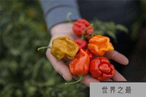 世界上最辣的辣椒