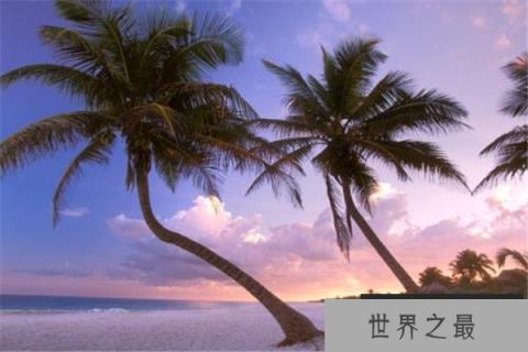 世界上最长的叶子:长叶椰子叶长达27米 世界上最长的叶子:长叶椰子叶长达27米