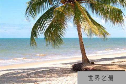 世界上最长的叶子:长叶椰子叶长达27米 世界上最长的叶子:长叶椰子叶长达27米