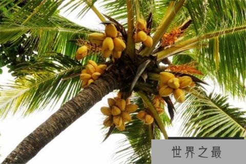 世界上最长的叶子:长叶椰子叶长达27米 世界上最长的叶子:长叶椰子叶长达27米