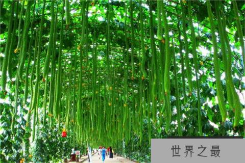 世界上最长的丝瓜：长度超过4米