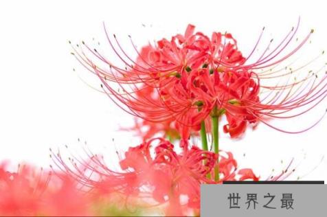 世界十大有毒的花——彼岸花