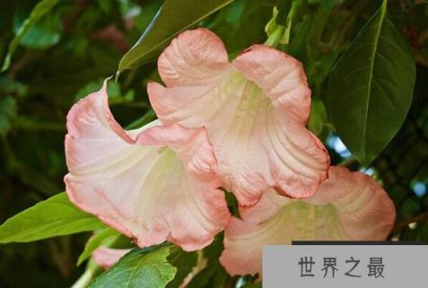 世界十大有毒的花——曼陀罗