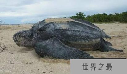 世界上体型最大的海龟,棱皮龟体长可达3米 世界上体型最大的海龟,棱皮龟体长可达3米