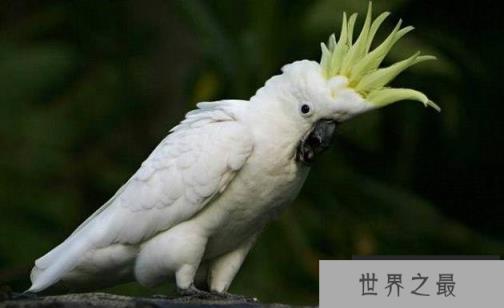 世界十大寿命最长鸟类排行榜