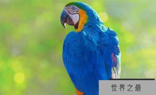 世界十大寿命最长鸟类排行榜