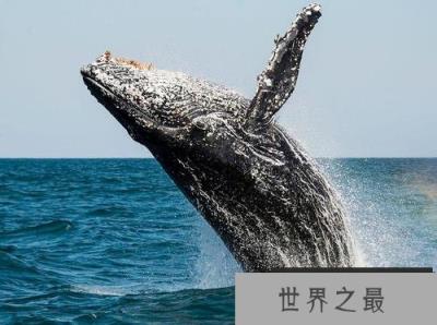 世界上最大的动物，蓝鲸体重可达180吨