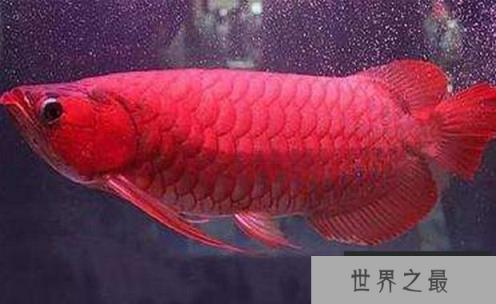 世界十大最贵观赏鱼