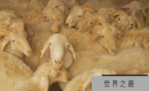 中国十大名羊品种排行，和田羊摘得桂冠