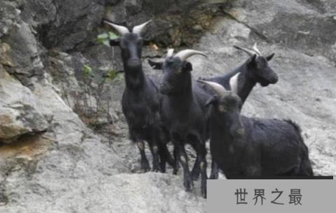 中国十大名羊品种排行，和田羊摘得桂冠