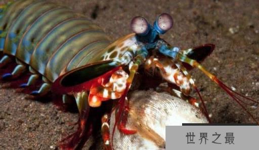 雀尾螳螂虾 雀尾螳螂虾