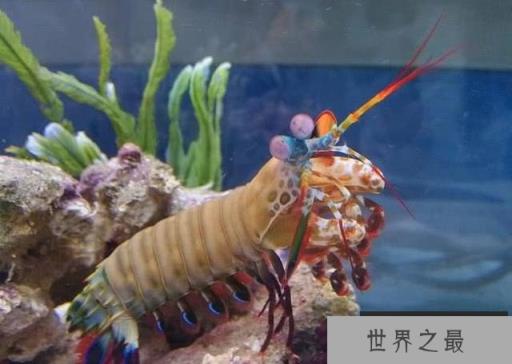 雀尾螳螂虾 雀尾螳螂虾