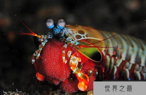 雀尾螳螂虾 雀尾螳螂虾