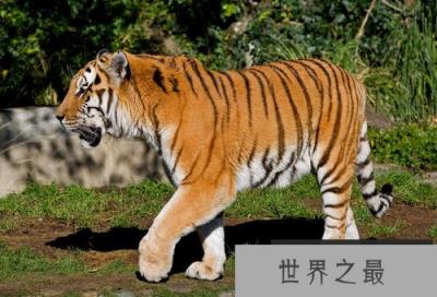 世界上最大的老虎,雄性东北虎体长达3米 世界上最大的老虎,雄性东北虎体长达3米