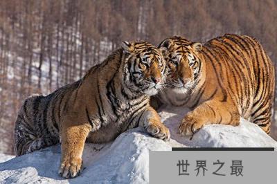世界上最大的老虎 世界上最大的老虎