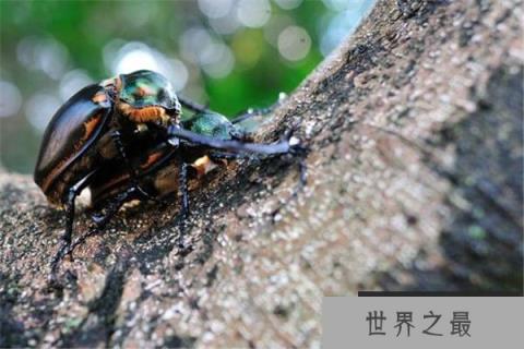 十大濒临灭绝昆虫之彩臂金龟