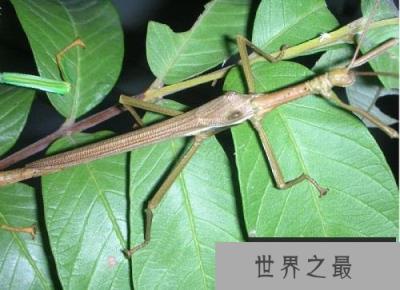 世界上最奇怪的10种昆虫,个个千奇百怪