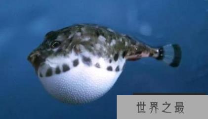世界上最危险十大鱼类——河豚