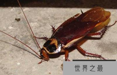世界上现存最古老的昆虫,蟑螂已存在3亿年 世界上现存最古老的昆虫,蟑螂已存在3亿年