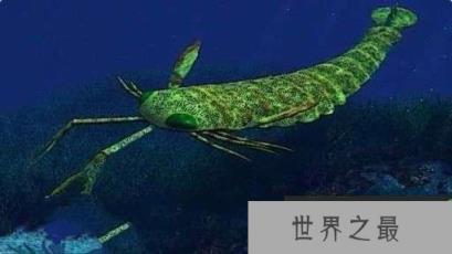 奥陶纪十大恐怖生物