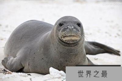 夏威夷10大代表动物之一