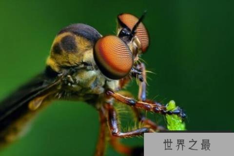 世界上眼睛最多的动物，蜻蜓有5.6万只眼睛