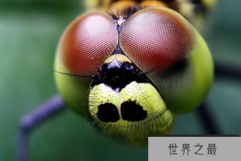 世界上眼睛最多的动物，蜻蜓有5.6万只眼睛