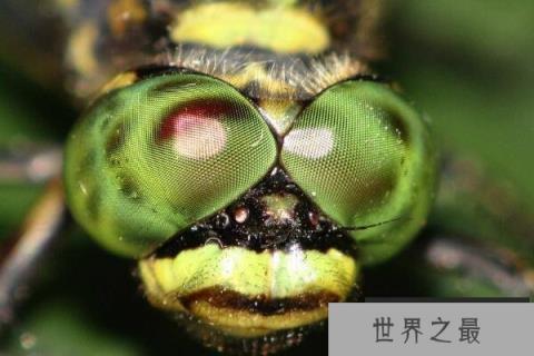 世界上眼睛最多的动物，蜻蜓有5.6万只眼睛