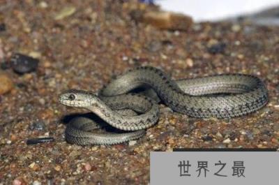 世上生存海拔最高的蛇，西藏温泉蛇