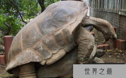 世界上最大的陆生乌龟，象龟重达375公斤