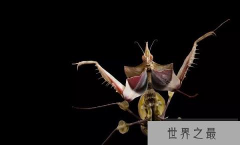世界上最稀有的螳螂，魔花蝗螂被称为螳螂之王