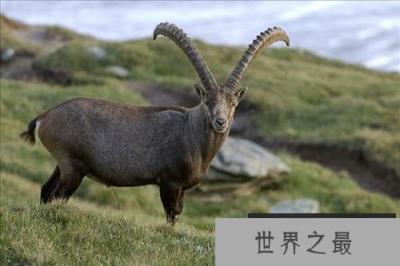 长于爬山的羊:野山羊