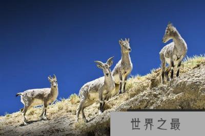 长于攀岩的羊:岩羊