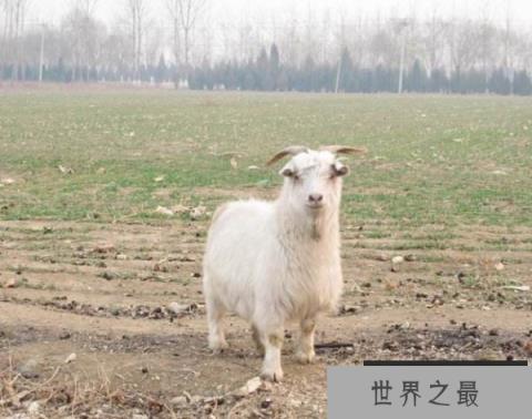 世界上最小的羊品种：尼日利亚矮脚羊