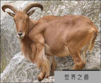 非常耐渴的羊:鬣羊