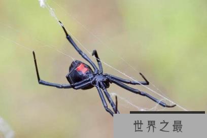 黑寡妇蜘蛛